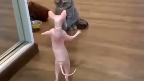 Cat dancing video kitten video