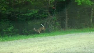 Deer Crossing