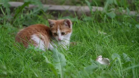 The Ultimate Funny Cat Videos 2020: A Feline Adventure 😸🎬