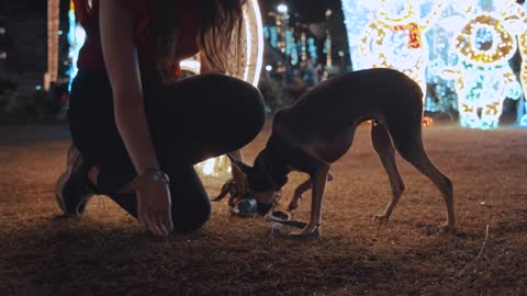 Women feeding a puppy in a Christmas park at night