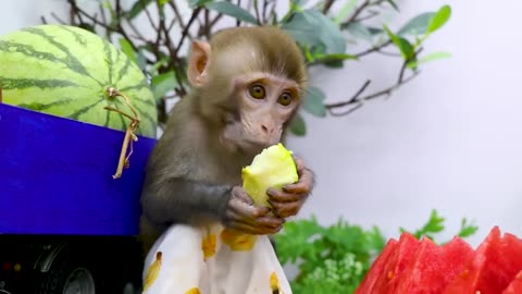 funny Baby Monkey playing with Ducklings at the pool and eats fruit | KUDO ANIMAL KIKI