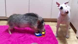 Mini Pig plys Piano for adoable Bull Terrier