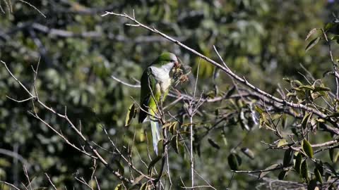 Little Parrotfinch