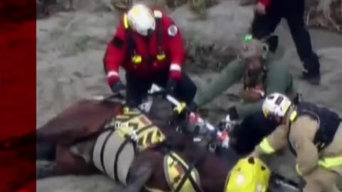 Horse airlifted after nearly 24 hours stuck in California river