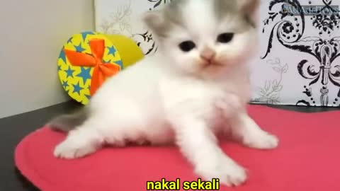 Lagu anak terpopuler Si meong kucing lucu - kittens meowing | Funny cat | kucing mengeong