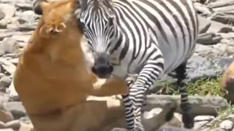 "Survival at Stake: The Ferocious Lion's Struggle for Dominance Against the Fleet-Footed Zebras"