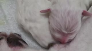2 Day Old Dogo Argentino Puppies