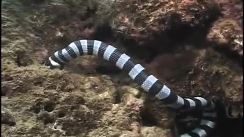 sea ​​snake