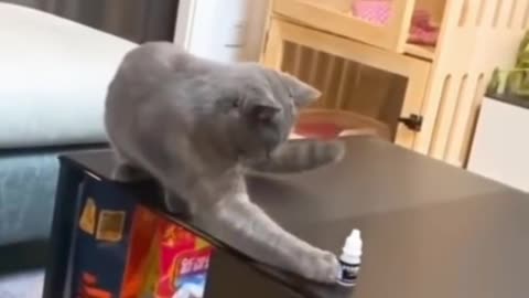 Funny cat video 😺😺🐈