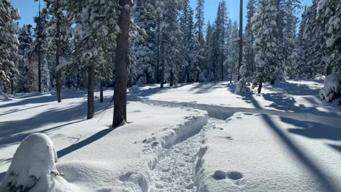 Dry Snow that Sparkles like Diamonds in the Sun – Central Oregon – Swampy Lakes Sno-Park