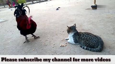 Funny Chicken and Cat5🤣🤣🤣🤣