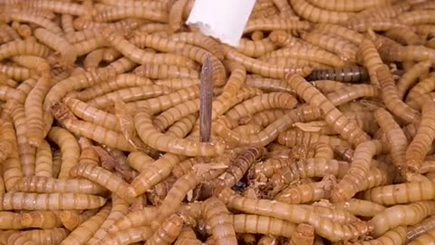 mealworms vs ciggarete