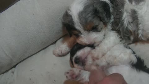 Cavapoo puppy teething..? ( On brothers head?)