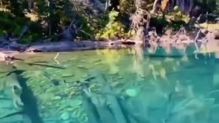 THE MYSTERIOUS SUBMERGED FOREST OF LAKE TRAFUK