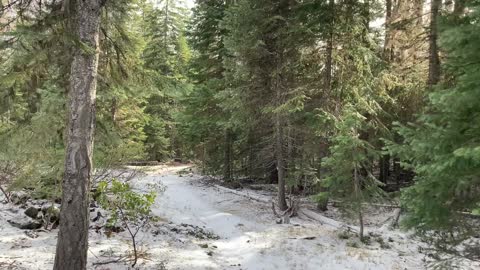 Beautiful Forest in Snow – Central Oregon – Edison Sno-Park – 4K