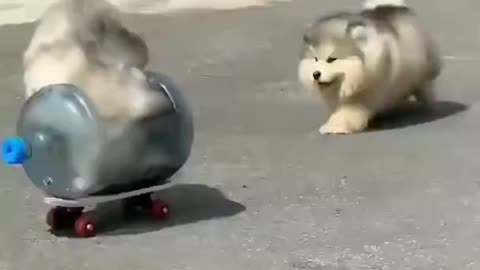 @Cute puppies driving##