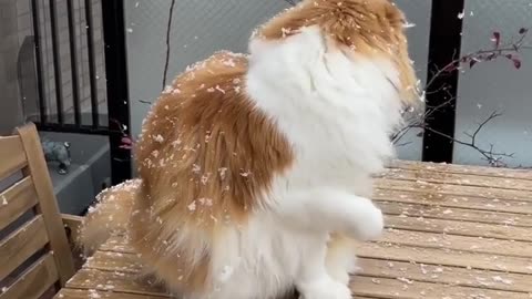 Cute cat under snow