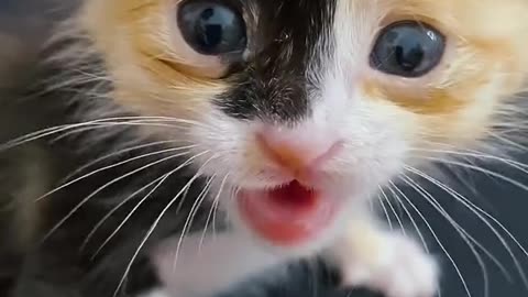 Adorable Feline Frenzy