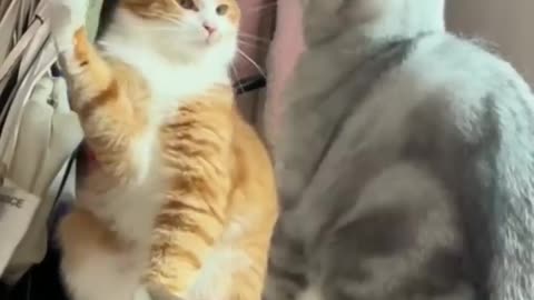 Cat Funny Video - Funny Moment - Cute Animal On Earth - Cutest Animal