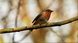 Singing Robin - Relaxing bird song - Sound only