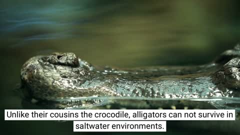 Fact or Fiction? Alligators #1