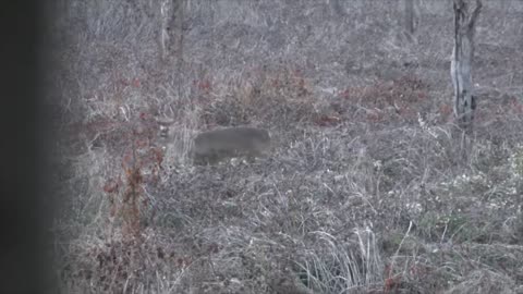 Mississippi Deer, Duck, and Turkey Hunting on 4,000 Acres (Just Sold)