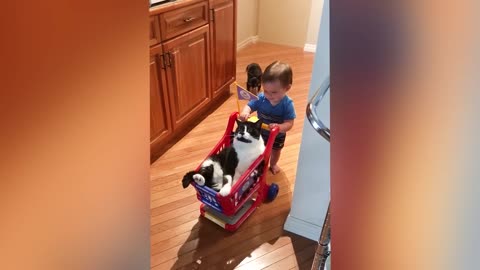 Adorable Baby and Cat Shenanigans: Heartwarming Moments on Our Rumble Channel