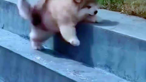Pomeranian Puppie | Cute dog | Pocket dog | cute puppy #dog