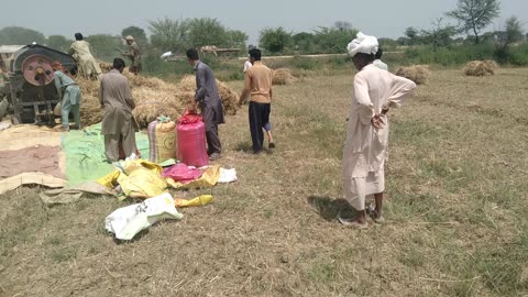 گندم کی پیداوار desi mahol village life of punjab