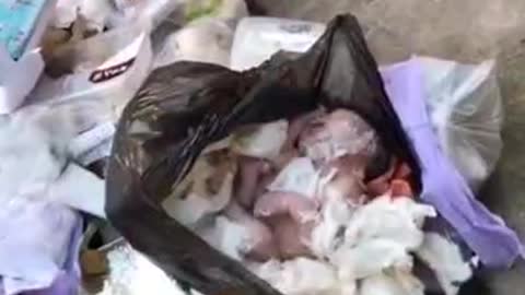 Abandoned babies appear in Shanghai's "Hongmei Jingyuan"! No one knows where the parents are, its been left to die...