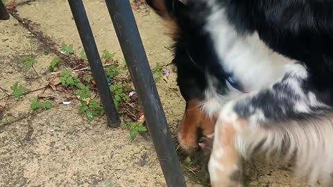 Pogo the Weed Pulling Border Collie