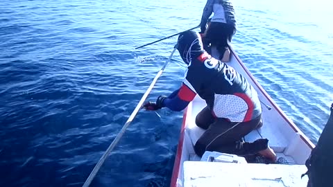 Skipjack Tuna fishing Part 2