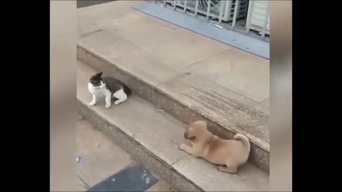 funny cat