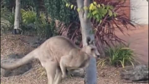 Biggest Kangaroo