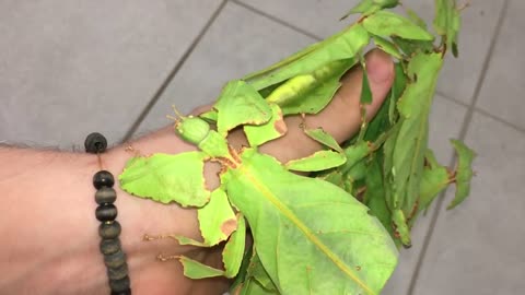 leaf insects mimic the shape of leaves as camouflage from predators