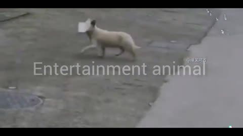 Funny Animal /Entertainment Animal/ Animal Dance