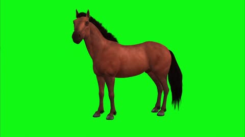 Horse animation spinning on green background.