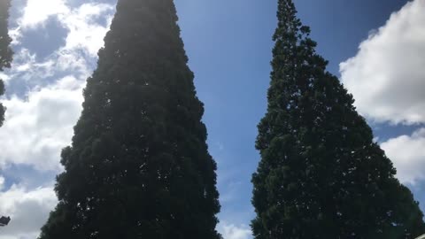 Uhaul giant sequoia