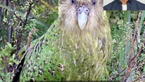 🌳🦜 Guardians of the Forest: Exploring the Enchanting Realm of the Kakapo Bird 🌿🔮