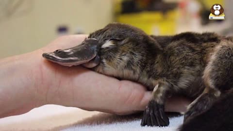 What Is A Platypus? 10 Facts about the Platypus!