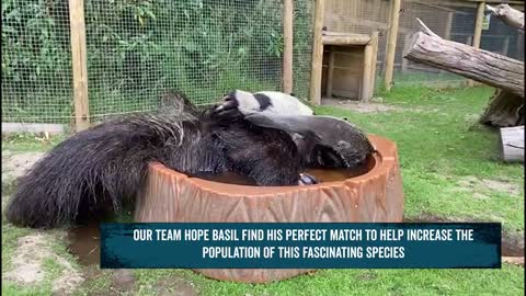 Animal Of The Week- Basil The Giant Anteater