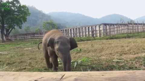 Most Funny and Cute Baby Elephant Videos Compilation