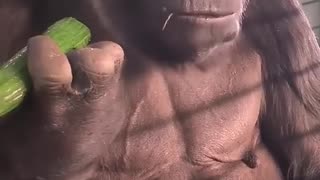 Gorilla eats cucumber like humans