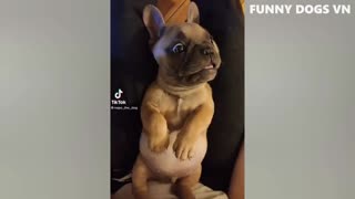 Fuuny Animals Video - Funniest Cat & Dog
