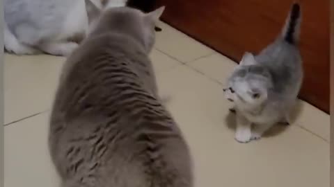 Cats being and acting funny