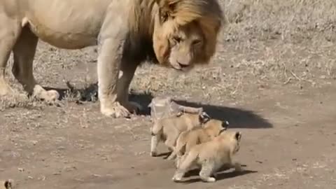 funny baby lions and funny animale viral short 2023