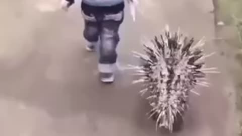 Child gets followed by porcupine 😱