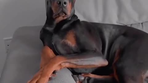 Gentleman Doberman #doglover #ytshorts #doberman #shortsindia #viral #dog Quality 4K 2023