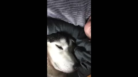 My Baby & Husky Becoming Best Friends! [UNSEEN CLIPS]
