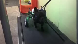 Paralyzed pup runs on the treadmill
